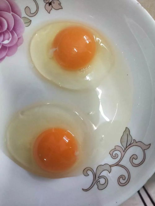 新年蛋链咖们纵论蛋鸡行业 直面“血球蛋”之惑，共探产业对错与未来